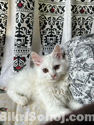 Persian kitten